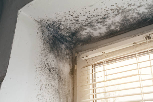 Affordable Basement Mold Removal solutions in Thomasville, PA