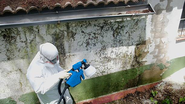 Top rated local Basement Mold Removal specialists in Thomasville, PA